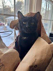 Lost Male Cat last seen Stewart’s on Chatham street, Kinderhook, NY 12106