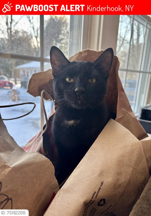 Lost Male Cat last seen Stewart’s on Chatham street, Kinderhook, NY 12106