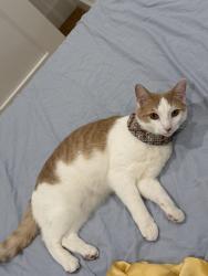 Reunited Male Cat last seen Cleary court, San Francisco, CA 94109