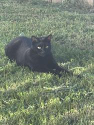 Lost Male Cat last seen SW Binford ave and 16th place, Gresham, OR 97080