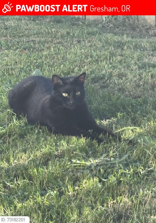 Lost Male Cat last seen SW Binford ave and 16th place, Gresham, OR 97080