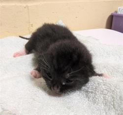Shelter Stray Male Cat last seen FRONT ST & U ST, 2127 Front St, Sacramento, CA 95818, USA