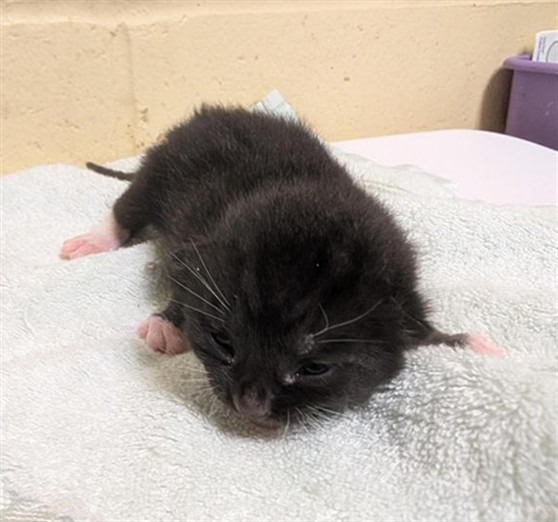 Shelter Stray Male Cat last seen FRONT ST & U ST, 2127 Front St, Sacramento, CA 95818, USA