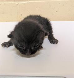 Shelter Stray Male Cat last seen FRONT ST & U ST, 2127 Front St, Sacramento, CA 95818, USA