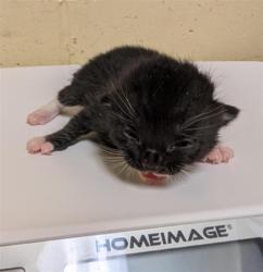 Shelter Stray Male Cat last seen FRONT ST & U ST, 2127 Front St, Sacramento, CA 95818, USA