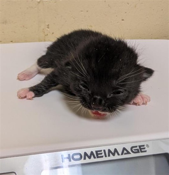 Shelter Stray Male Cat last seen FRONT ST & U ST, 2127 Front St, Sacramento, CA 95818, USA
