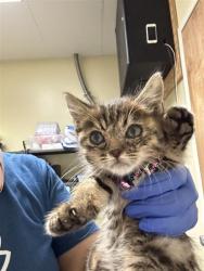 Shelter Stray Female Cat last seen CASTRO WAY & FLORENCE PL, 2127 Front St, Sacramento, CA 95818, USA
