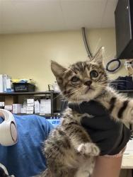 Shelter Stray Female Cat last seen CASTRO WAY & FLORENCE PL, 2127 Front St, Sacramento, CA 95818, USA