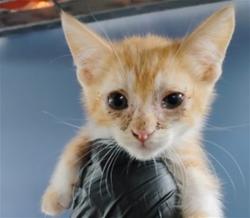 Shelter Stray Female Cat last seen HIGHLAND AND MEDICAL CENTER, 333 Chandler Pl, San Bernardino, CA 92408, USA