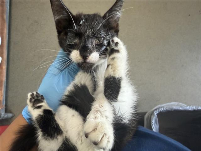 Shelter Stray Male Cat last seen Near BLOCK N QUINCE AVE., 333 Chandler Pl, San Bernardino, CA 92408, USA