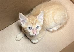 Shelter Stray Male Cat last seen Near BLOCK S SANTA FE AVE, SAN JACINTO, 581 S Grand Ave, San Jacinto, CA 92582, USA
