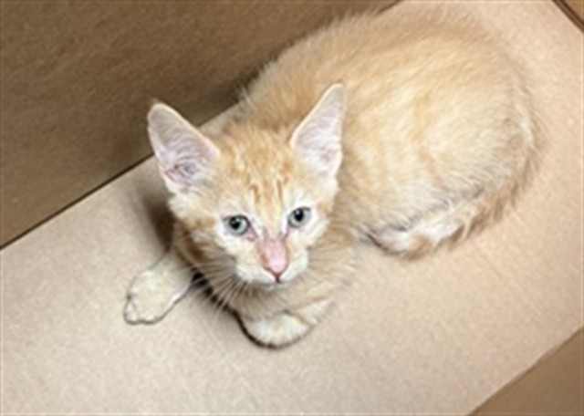 Shelter Stray Male Cat last seen Near BLOCK S SANTA FE AVE, SAN JACINTO, 581 S Grand Ave, San Jacinto, CA 92582, USA