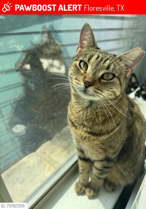Lost Female Cat last seen Near fairway dr, Floresville, TX 78114