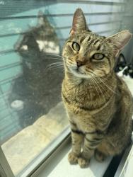 Lost Female Cat last seen Near fairway dr, Floresville, TX 78114