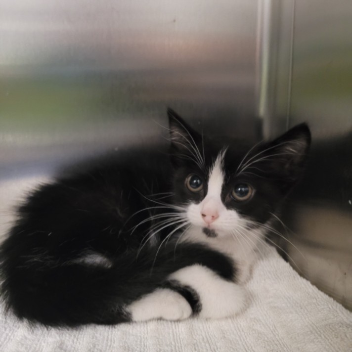 Shelter Stray Female Cat last seen , 11361 W Pico Blvd, Los Angeles, CA 90064, USA