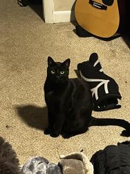Reunited Male Cat last seen lucy road & pauline road, Kingsport, TN 37660