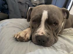 Lost Unknown Dog last seen 22nd street, San Francisco, CA 94110