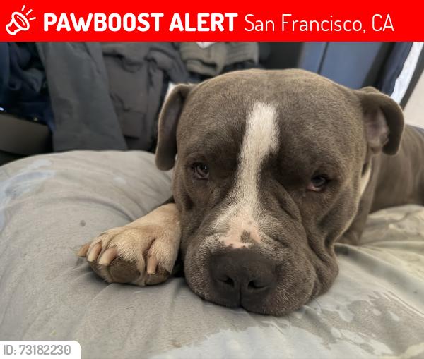 Lost Unknown Dog last seen 22nd street, San Francisco, CA 94110