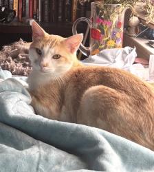 Reunited Male Cat last seen Solitaire Lane., Aliso Viejo, CA 92656