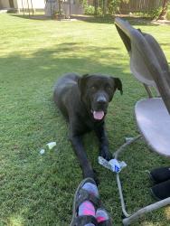 Lost Male Dog last seen A Demaree, Visalia, CA 93277