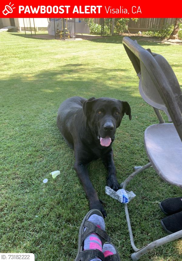 Lost Male Dog last seen A Demaree, Visalia, CA 93277
