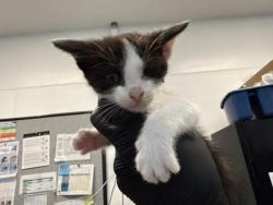 Shelter Stray Male Cat last seen Near BLOCK BOB HOPE DR, CATHEDRAL CITY CA 92276, 72050 Pet Land Pl, Thousand Palms, CA 92276, USA