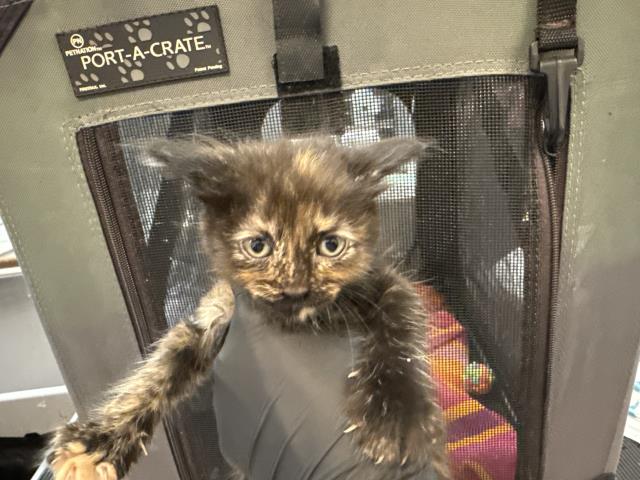 Shelter Stray Female Cat last seen Near BLOCK BOB HOPE DR, CATHEDRAL CITY CA 92276, 72050 Pet Land Pl, Thousand Palms, CA 92276, USA