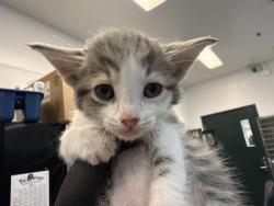 Shelter Stray Male Cat last seen Near BLOCK BOB HOPE DR, CATHEDRAL CITY CA 92276, 72050 Pet Land Pl, Thousand Palms, CA 92276, USA