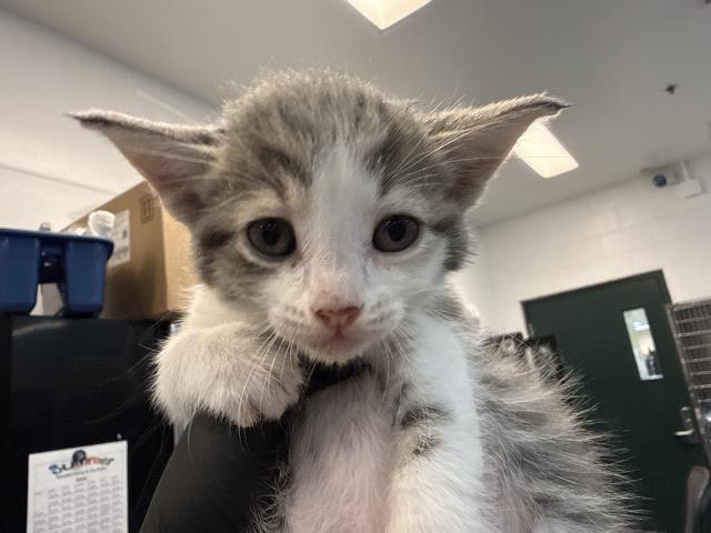 Shelter Stray Male Cat last seen Near BLOCK BOB HOPE DR, CATHEDRAL CITY CA 92276, 72050 Pet Land Pl, Thousand Palms, CA 92276, USA