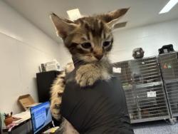 Shelter Stray Male Cat last seen Near BLOCK BOB HOPE DR, CATHEDRAL CITY CA 92276, 72050 Pet Land Pl, Thousand Palms, CA 92276, USA