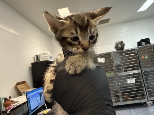 Shelter Stray Male Cat last seen Near BLOCK BOB HOPE DR, CATHEDRAL CITY CA 92276, 72050 Pet Land Pl, Thousand Palms, CA 92276, USA