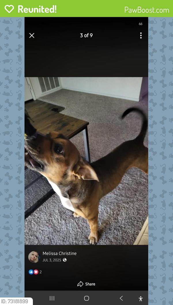 Reunited Male Dog last seen Harris Ave & Marysville Blvd, Sacramento, CA 95838, USA, Sacramento, CA 95838