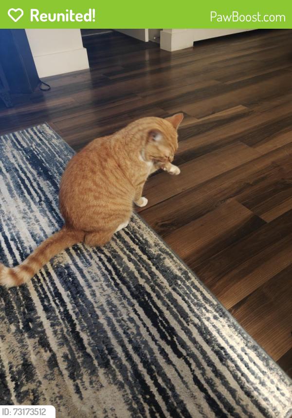 Reunited Male Cat last seen BJ's is nearby, Fort Worth, TX 76132