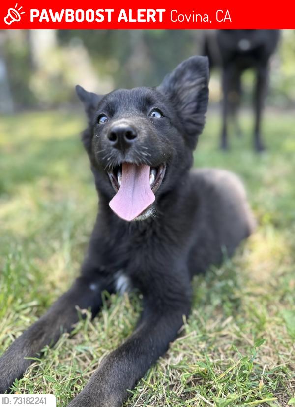 Lost Female Dog last seen 635–699 W Grondahl St Covina, CA 91722 United States, Covina, CA 91722