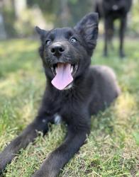 Lost Female Dog last seen 635–699 W Grondahl St Covina, CA 91722 United States, Covina, CA 91722