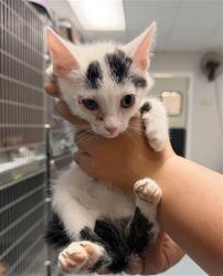 Shelter Stray Female Cat last seen ABANDONED AT SHELTER, 201 S Mt Vernon Ave, Bakersfield, CA 93307, USA