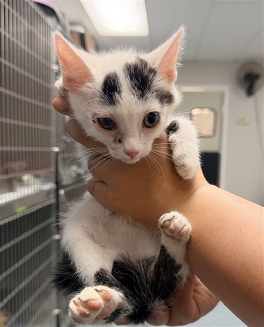 Shelter Stray Female Cat last seen ABANDONED AT SHELTER, 201 S Mt Vernon Ave, Bakersfield, CA 93307, USA