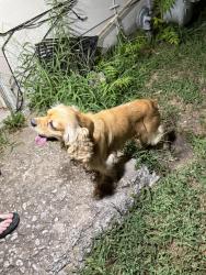 Reunited Male Dog last seen Oaklawn Dr and Jade St, Wichita, KS 67216