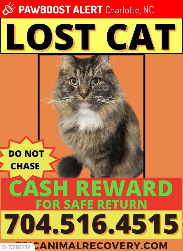 Lost Male Cat last seen Lilac Dr, Idlewood Circle, Princeton Ave, Charlotte, NC 28209