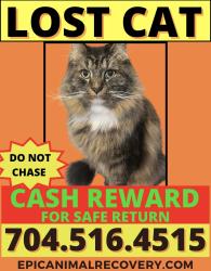 Lost Male Cat last seen Lilac Dr, Idlewood Circle, Princeton Ave, Charlotte, NC 28209