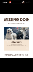 Reunited Female Dog last seen Quimby rigoletto eastridge mall, San Jose, CA 95122