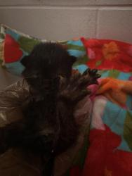 Shelter Stray Male Cat last seen MOSES ST, 2020 Forest St, Jacksonville, FL 32204, USA