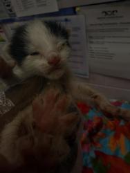 Shelter Stray Male Cat last seen MOSES ST, 2020 Forest St, Jacksonville, FL 32204, USA