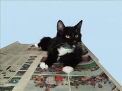 Shelter Stray Male Cat last seen , 1850 W 60th St, Los Angeles, CA 90047, USA