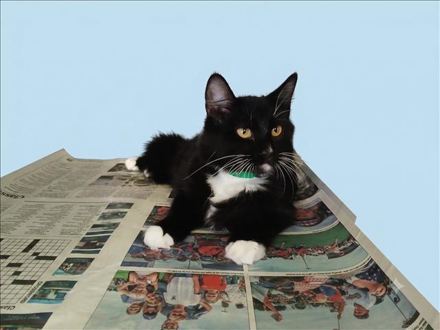 Shelter Stray Male Cat last seen , 1850 W 60th St, Los Angeles, CA 90047, USA