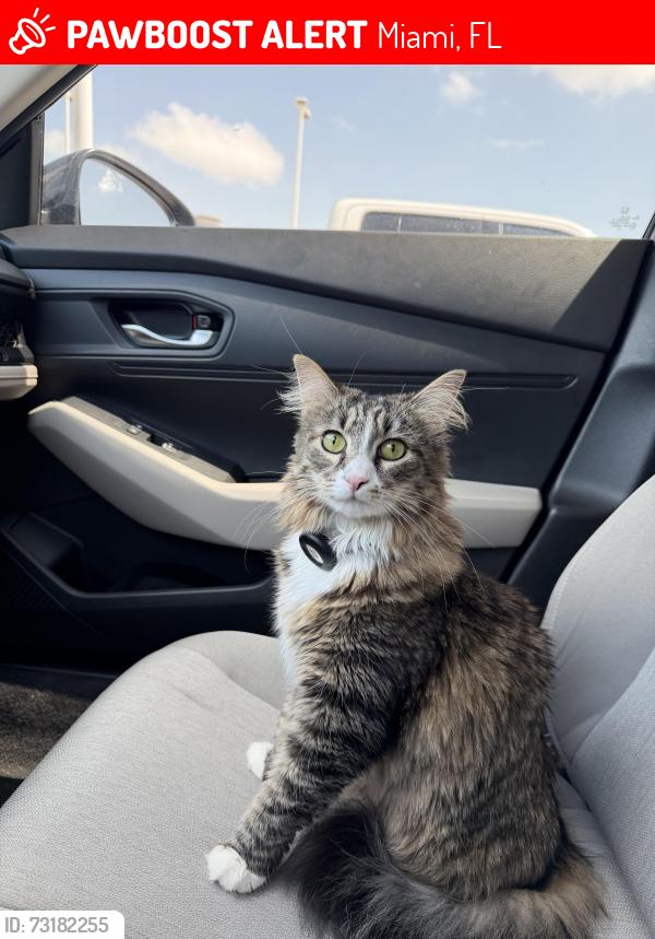 Lost Female Cat last seen SW 22nd Ave & SW 11th Terrace, Miami, FL 33135