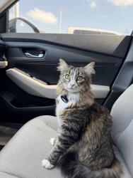 Lost Female Cat last seen SW 22nd Ave & SW 11th Terrace, Miami, FL 33135