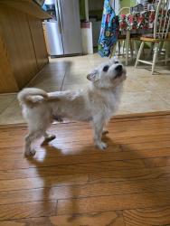 Reunited Male Dog last seen Near Sandel Ln Raleigh NC 27603, Raleigh, NC 27603