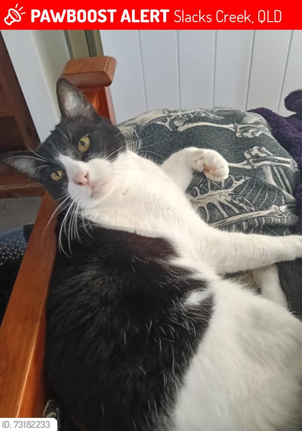 Lost Male Cat last seen King Street, Slacks Creek, Slacks Creek, QLD 4127
