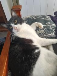 Lost Male Cat last seen King Street, Slacks Creek, Slacks Creek, QLD 4127